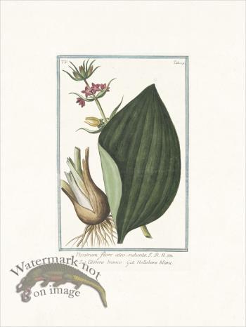 Bonelli 429 Red false helle-bore